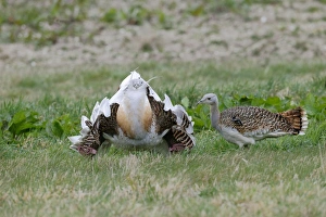 Displays Prints: Great Bustard (Otis tarda) adult male