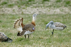 Site Prints: Great Bustard (Otis tarda) adult male
