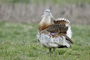 Great Bustard (Otis tarda) adult male, with wing tag, displaying on grass, released in reintroduction project