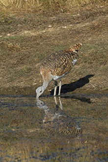 Great Bustard (Otis tarda) adult male, drinking at pool, Extremadura, Spain, august