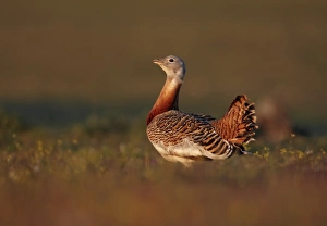 Great Bustard (Otis tarda) adult male, standing in evening sunlight, Extremadura, Spain, april