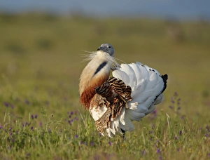 Great Bustard (Otis tarda) adult male, displaying, Extremadura, Spain, spring