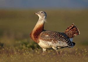 Steppes Prints: Great Bustard (Otis tarda) adult male, walking, Extremadura, Spain, april