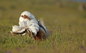 Great Bustard (Otis tarda) adult male, displaying, in full foam bath display, Extremadura, Spain, april