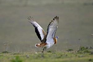 Bustards Prints: Great Bustard (Otis tarda) adult male, in flight, taking off, Extremadura, Spain
