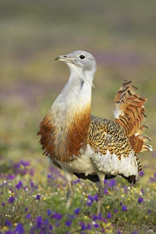 Iberia Prints: Great Bustard (Otis tarda) adult male, standing amongst wildflowers, Extremadura, Spain