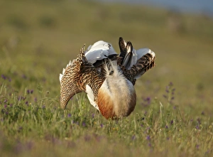 Great Bustard (Otis tarda) adult male, displaying, Extremadura, Spain, april