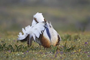 Great Bustard (Otis tarda) adult male, displaying amongst wildflowers, Extremadura, Spain