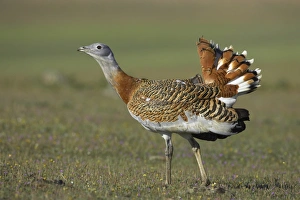 Great Bustard (Otis tarda) adult male, walking, Extremadura, Spain