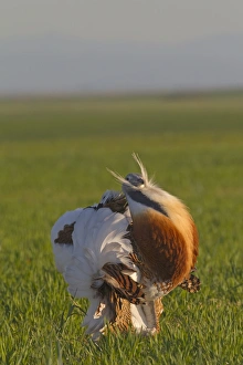 Great Bustard (Otis tarda) adult male, displaying, Castilla y Leon, Spain, April