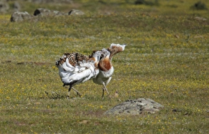 Bustards Prints: Great Bustard (Otis tarda) two adult males, fighting, Extremadura, Spain, april