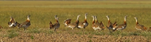 Bustards Prints: Great Bustard (Otis tarda) adult males, sparring group in field, Spain, june