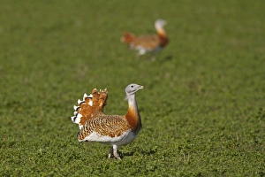 Great Bustard (Otis tarda) two adult males, strutting and about to join fight, Castilla y Leon, Spain, March
