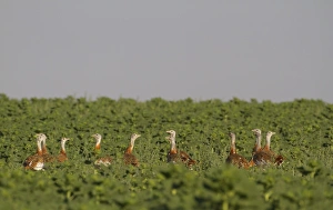 Sun Flower Prints: Great Bustard (Otis tarda) flock