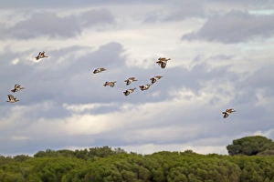 Bustards Prints: Great Bustard (Otis tarda) flock, in flight, Northern Spain, November