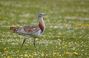 Steppes Prints: Great Bustard (Otis tarda) immature male, walking, Extremadura, Spain, april