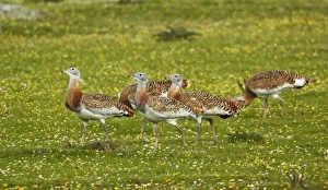 Steppes Prints: Great Bustard (Otis tarda) immature males, flock walking, Extremadura, Spain, april