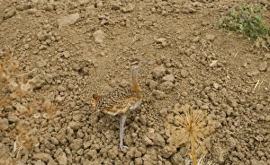 Bustards Prints: Great Bustard (Otis tarda) juvenile, walking on ploughed field, Northern Spain, july