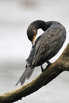 Great Cormorant (Phalacrocorax carbo) adult, preening, perched on branch overhanging inland lake, Midlands, England, october