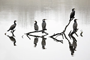 Midland Prints: Great Cormorant (Phalacrocorax carbo) five adults