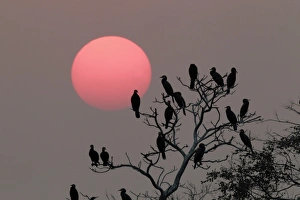 Deep Bay Prints: Great Cormorant (Phalacrocorax carbo) flock