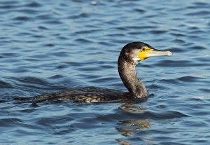Cormorants Prints: Great Cormorant (Phalacrocorax carbo) immature