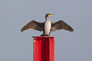 Great Cormorant (Phalacrocorax carbo) immature, drying wings, Horsey, Norfolk, England, november