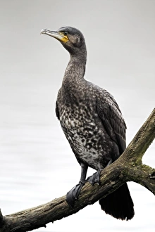 Midland Prints: Great Cormorant (Phalacrocorax carbo) juvenile