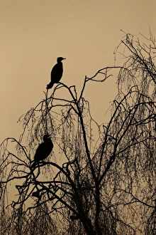 Roost Prints: Great Cormorant (Phalacrocorax carbo) two