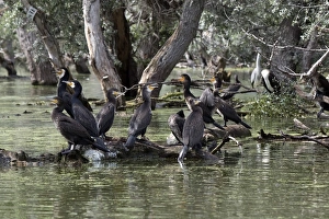 Phalacrocorax Prints: Great Cormorants Some adult breeding plumage, non breeding and Juvenile pluamge