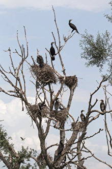 Nest Prints: Great Cormorants nests, Some adult and juvenile birds