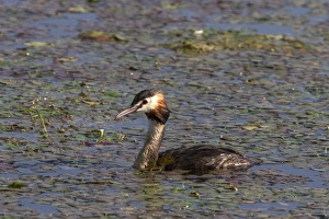 Great crested Grebe at Lake Kerkini, northern Greece