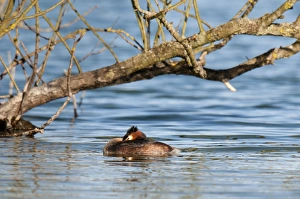 Great Crested Grebe (Podiceps cristatus) adult, breeding plumage, resting on main lake, Sevenoaks Wildlife Reserve