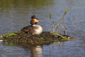 Great Crested Grebe (Podiceps cristatus) adult, sitting at nest on river backwater, River Thames, Berkshire, England