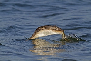 Dive Prints: Great Crested Grebe (Podiceps cristatus) adult