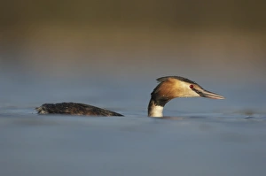 Grebes Prints: Great Crested Grebe (Podiceps cristatus) adult