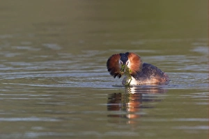 Great Crested Grebe (Podiceps cristatus) adult, with weed offering, in courtship display on water, River Thames, Henley-on-Thames, Thames Valley, Oxfordshire, England, april