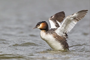 Great Crested Grebe (Podiceps cristatus) adult, flapping wings on choppy water, River Thames, England, april