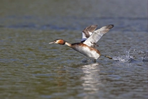 Great Crested Grebe (Podiceps cristatus) adult, taking off from water, River Thames, Henley-on-Thames, Thames Valley, Oxfordshire, England, april