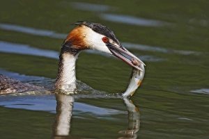 Great Crested Grebe (Podiceps cristatus) adult, close-up of head, with fish in beak, Horning, River Bure, The Broads