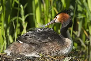 Great Crested Grebe (Podiceps cristatus) adult with chicks, parent offering feather to chick on back at nest, River Thames, England, may