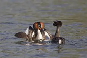 Great Crested Grebe (Podiceps cristatus) adult pair, with wings spread, in courtship display on water, River Thames, Henley-on-Thames, Thames Valley, Oxfordshire, England, april
