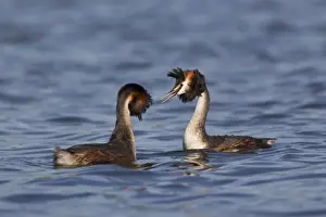Great Crested Grebe (Podiceps cristatus) adult pair, head shaking, in courtship display on water, River Thames, Henley-on-Thames, Thames Valley, Oxfordshire, England, april
