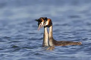 Displays Prints: Great Crested Grebe (Podiceps cristatus) adult pair