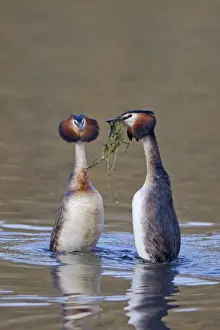 Great Crested Grebe (Podiceps cristatus) adult pair, with weed offering, in courtship display on water, Powys, Wales