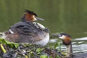 Great Crested Grebe (Podiceps cristatus) adult pair with chick, parent offering fish to chick on back of other parent