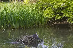 Great Crested Grebe (Podiceps cristatus) adult pair with chick, at nest in river backwater habitat, River Thames