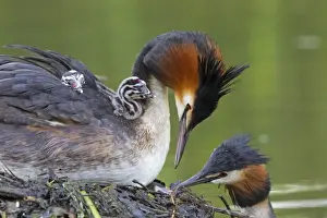 Great Crested Grebe (Podiceps cristatus) adult pair with chicks, parent offering fish to chick on back of other parent