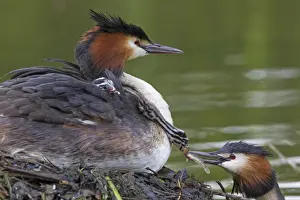 Great Crested Grebe (Podiceps cristatus) adult pair with chicks, parent offering fish to chick on back of other parent