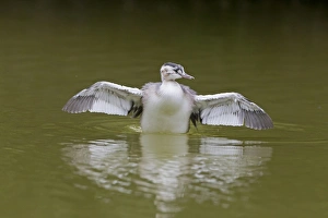 Great Crested Grebe (Podiceps cristatus) immature, flapping wings on water, Suffolk, England, June